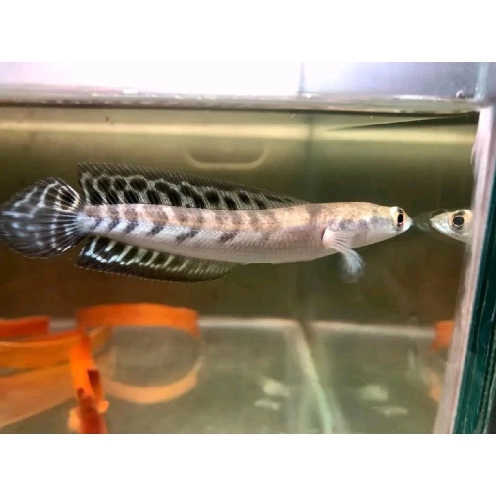 SENTARUM/MARU YS BATIK DECORATION ขนาด 5-19ซม