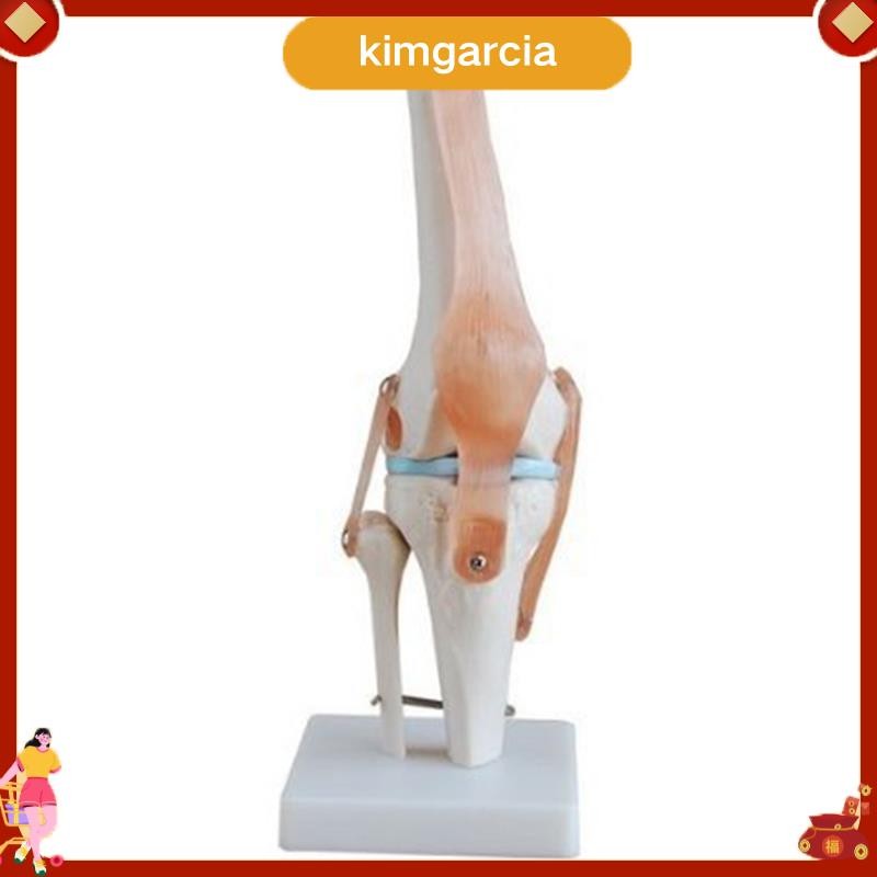 kimgarcia Knee Joint จําลองรุ่น Anatomy Human 1:1 ขนาดชีวิต