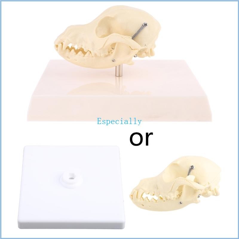 Esp Canine Dog Skull Model Anatomy Skeleton Veterinary Teaching Display Education Halloween
