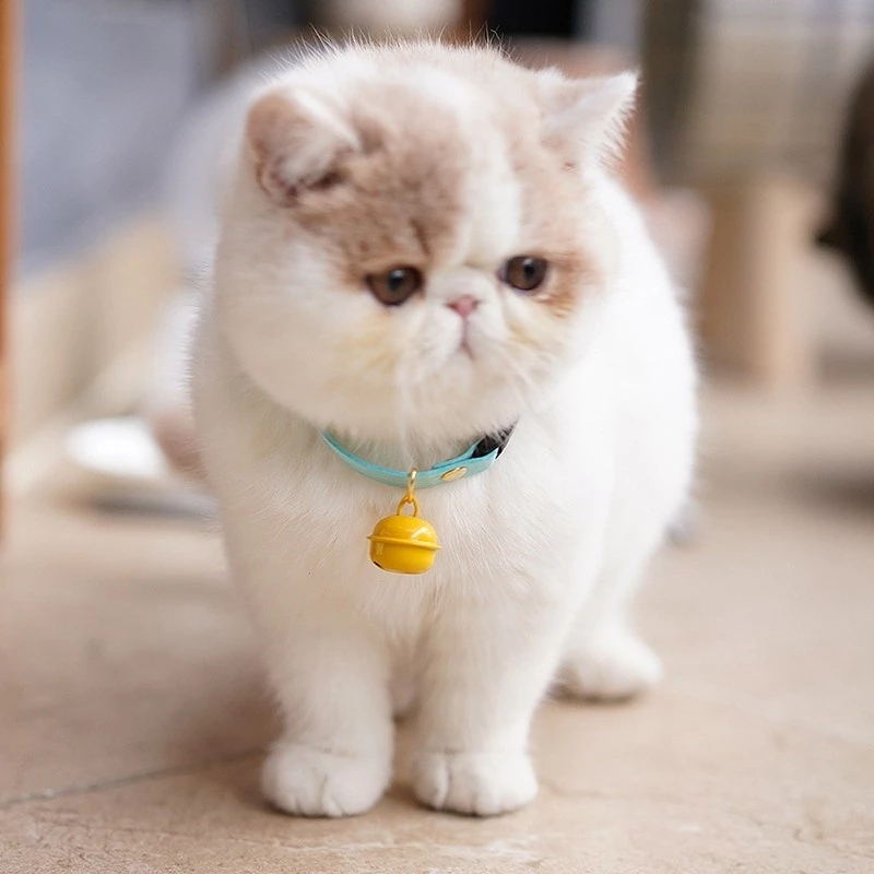 ปลอกคอกระดิ่ง ขนาด 22 มม. สีแคนดี้ สําหรับสัตว์เลี้ยง สุนัข แมว DIY thumbnail 6