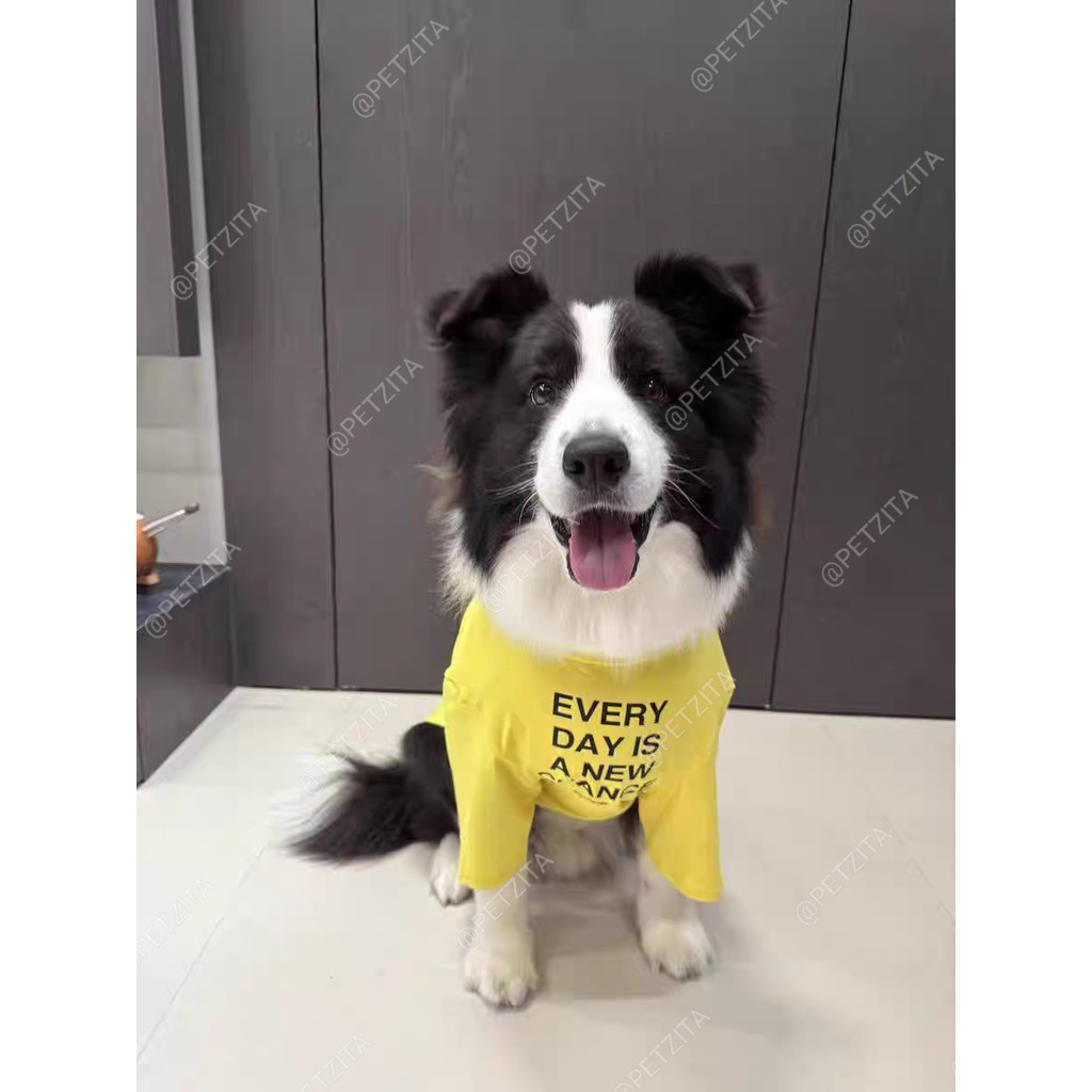 พร้อมส่ง  เสื้อแฟชั่นสุดเท่ห์ ใส่สบาย เสื้อสุนัขพันธุ์ใหญ่ หมาพันธุ์กลาง หมาอ้วน สุนัข สัตว์เลี้ยง ราคา ถูกที่สุด ดีลบีเคเค แกลเลอรีภาพที่ 9