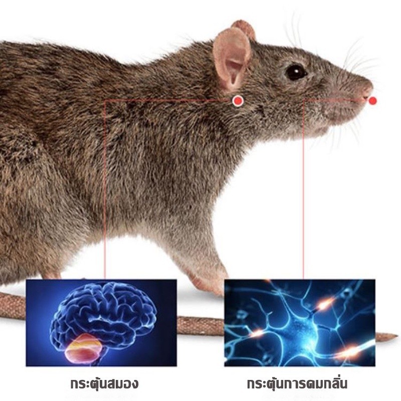 กำจัดหนู YEME เจลไล่หนู สเปร์ไล่หนู เจลสมุนไพรไล่หนู ครื่องไล่หนู ไล่หนู ไล่หนูในบ้าน ก้อนไล่หนู สเป