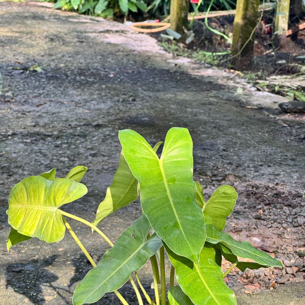 มุมมอง 4