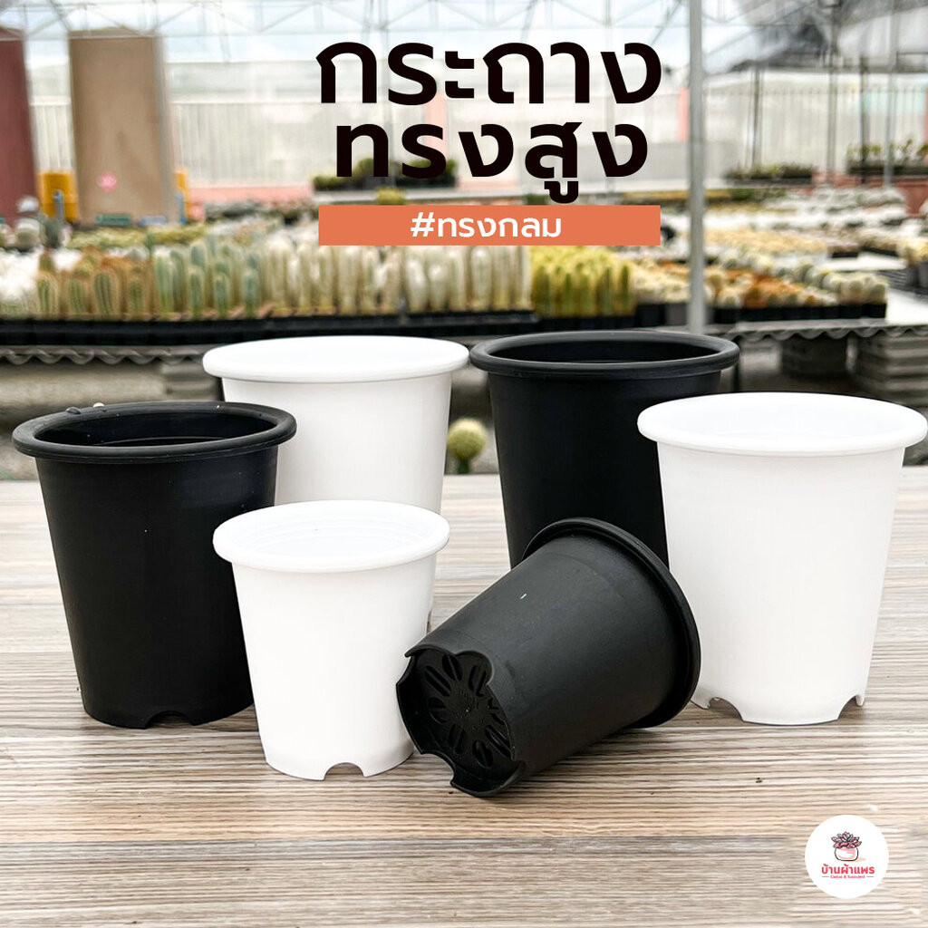 กระถางกลมทรงสูง กระถางพลาสติก แคคตัส กระบองเพชร ไม้อวบน้ำ Cactus&Succulent ราคา ถูกที่สุด ดีลบีเคเค