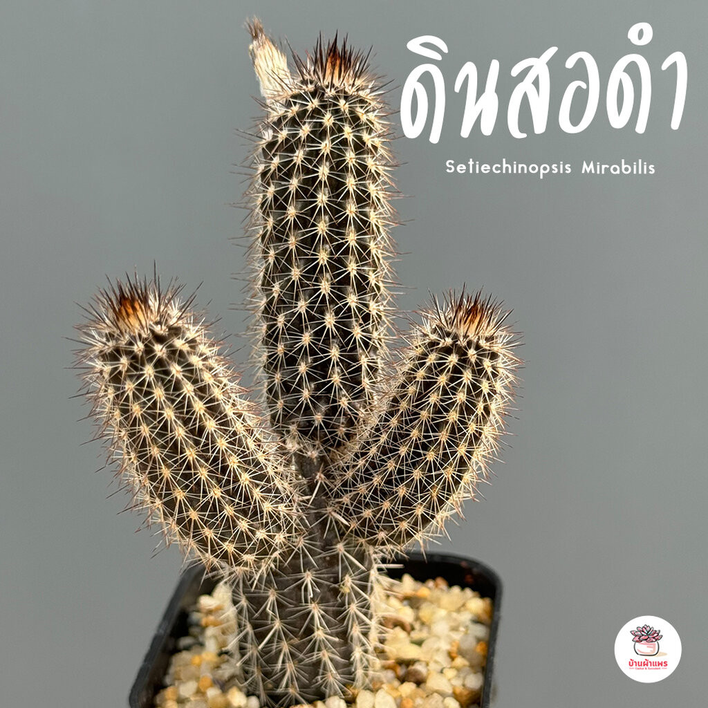 ดินสอดำ Setiechinopsis Mirabilis กระบองเพชร แคคตัส ไม้อวบน้ำ cactus&succulent