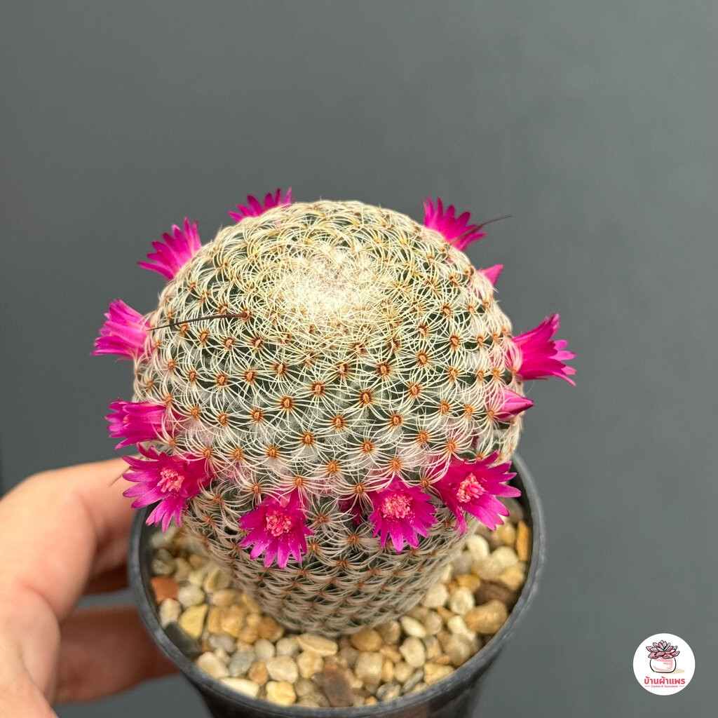 แมมฮุย Mammillaria huitzilopochtli แคคตัส กระบองเพชร cactus&succulent - รูปที่ 3