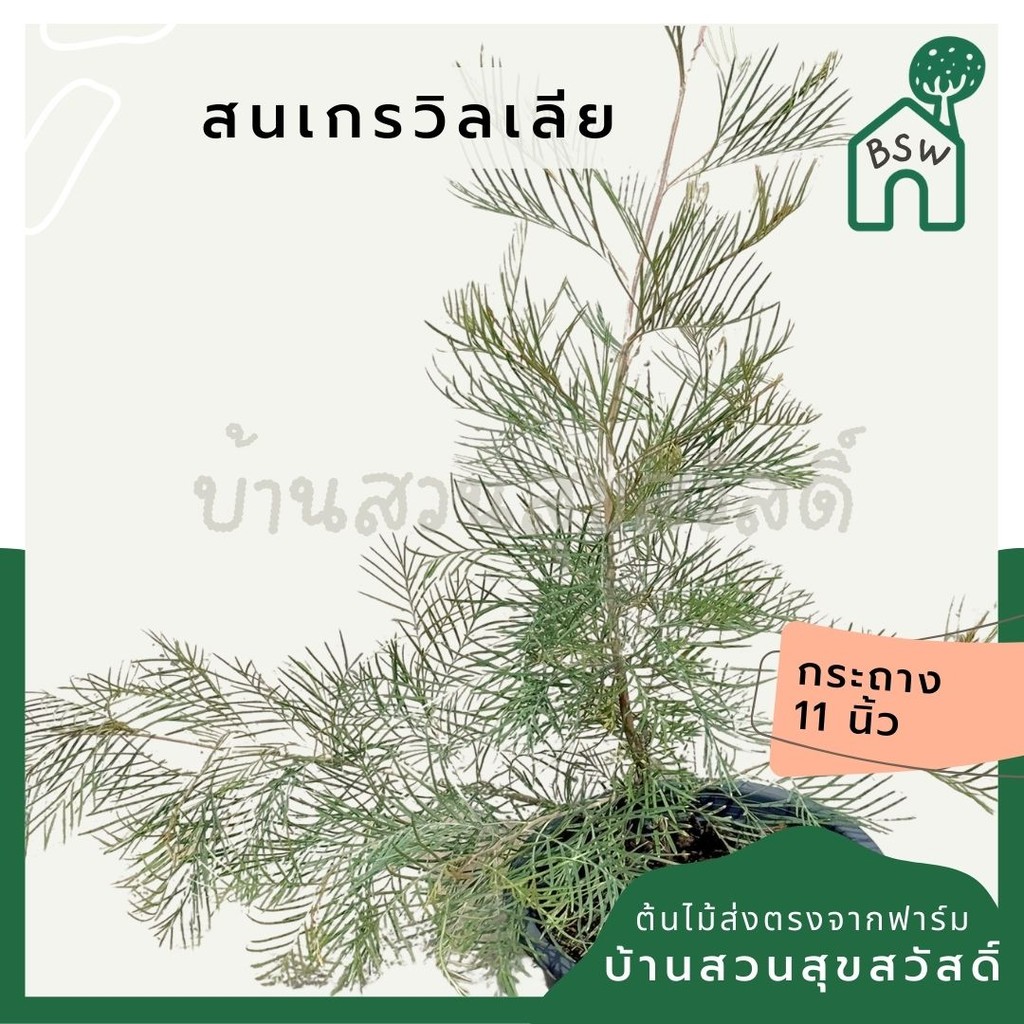 มุมมอง 6