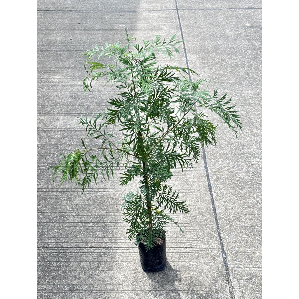 มุมมอง 4