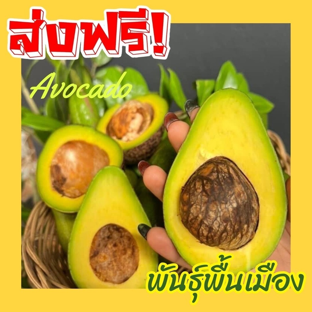 Mungkung อะโวคาโด ไซส์กลาง ขนาด 3 กิโลกรัม พันธ์ุบัคคาเนีย 034 บูส 7 พื้นเมือง Avocado อาโวคาโด้ ไซส