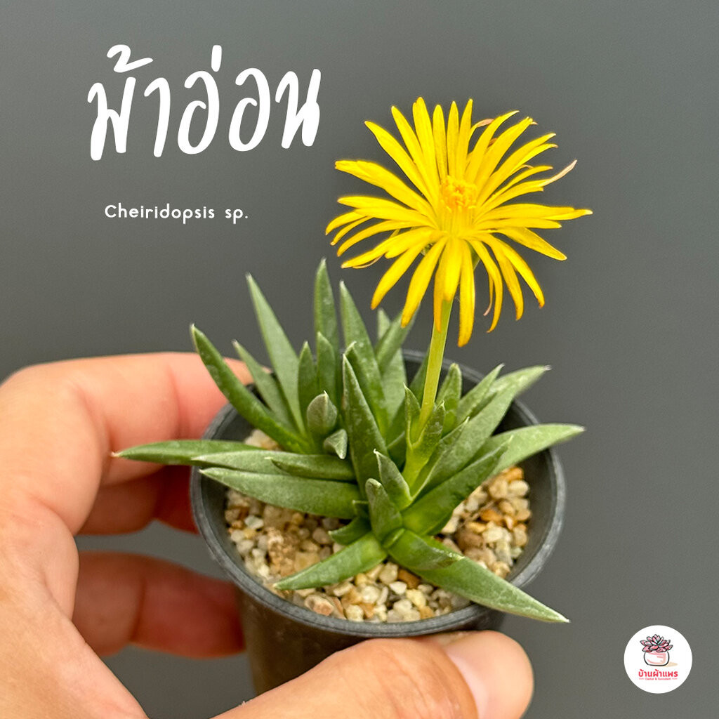ม้าอ่อน Cheiridopsis sp. ไม้อวบน้ำ กุหลาบหิน แคคตัส กระบองเพชร cactus&succulent