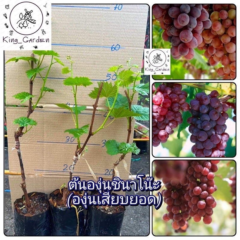 ต้นองุ่นชินาโน๊ะองุ่นเสียบยอดต้นสูงประมาณ 50 ถึง 60 เซนติเมตร_nhoshinanoe