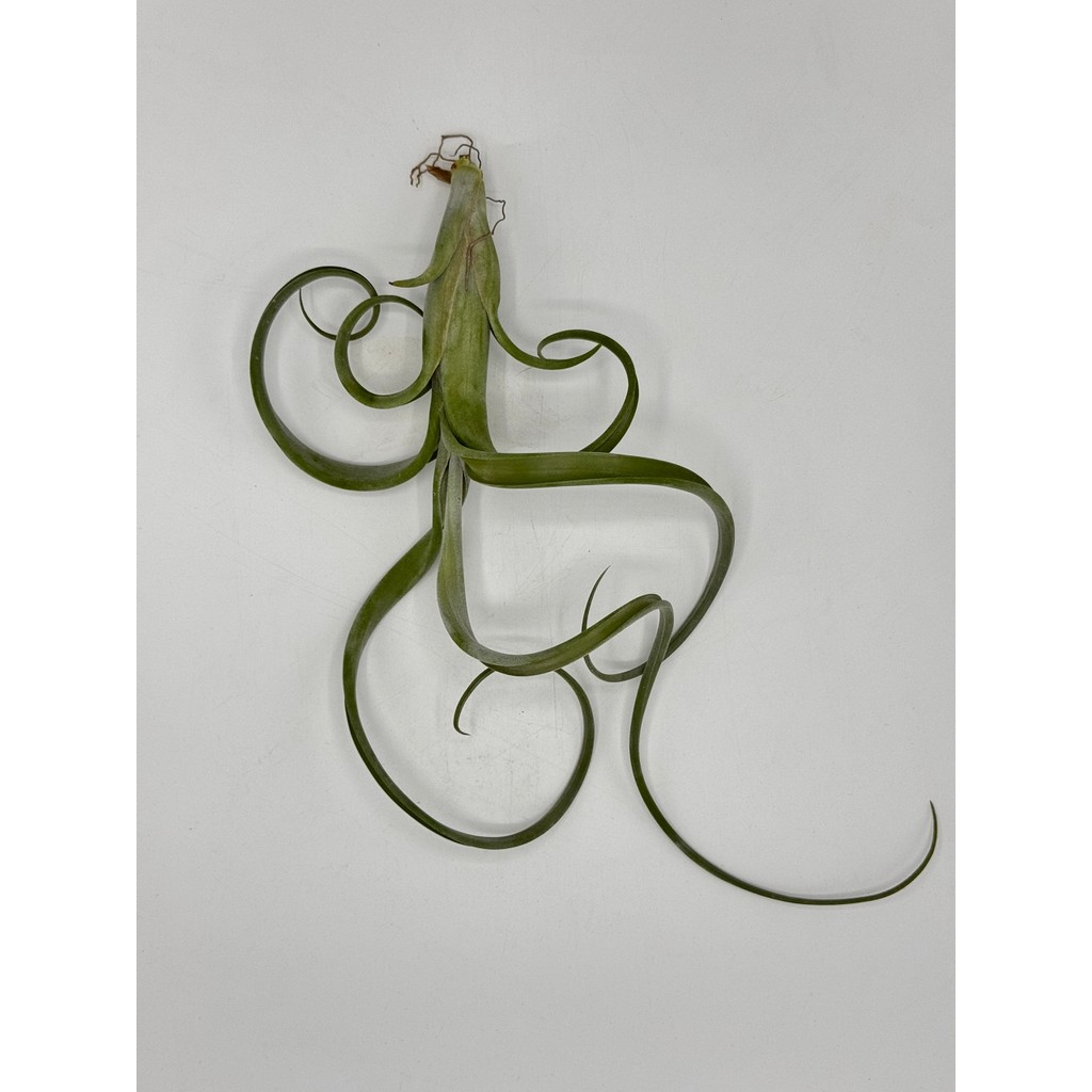 มุมมอง 5