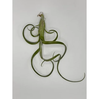 Tillandsia Intermedia ทิลแลนเซีย