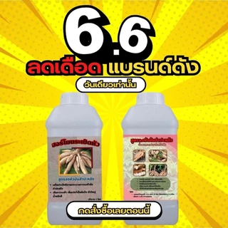 โปร 1 แถม 1 299.- ฮอร์โมนระเบิดหัวมันสำปะหลัง หัวใหญ่ น้ำหนักดี ผลผลิตงาม พร้อมส่ง เก็บปลายทาง ปุ๋ย อินทรีย์