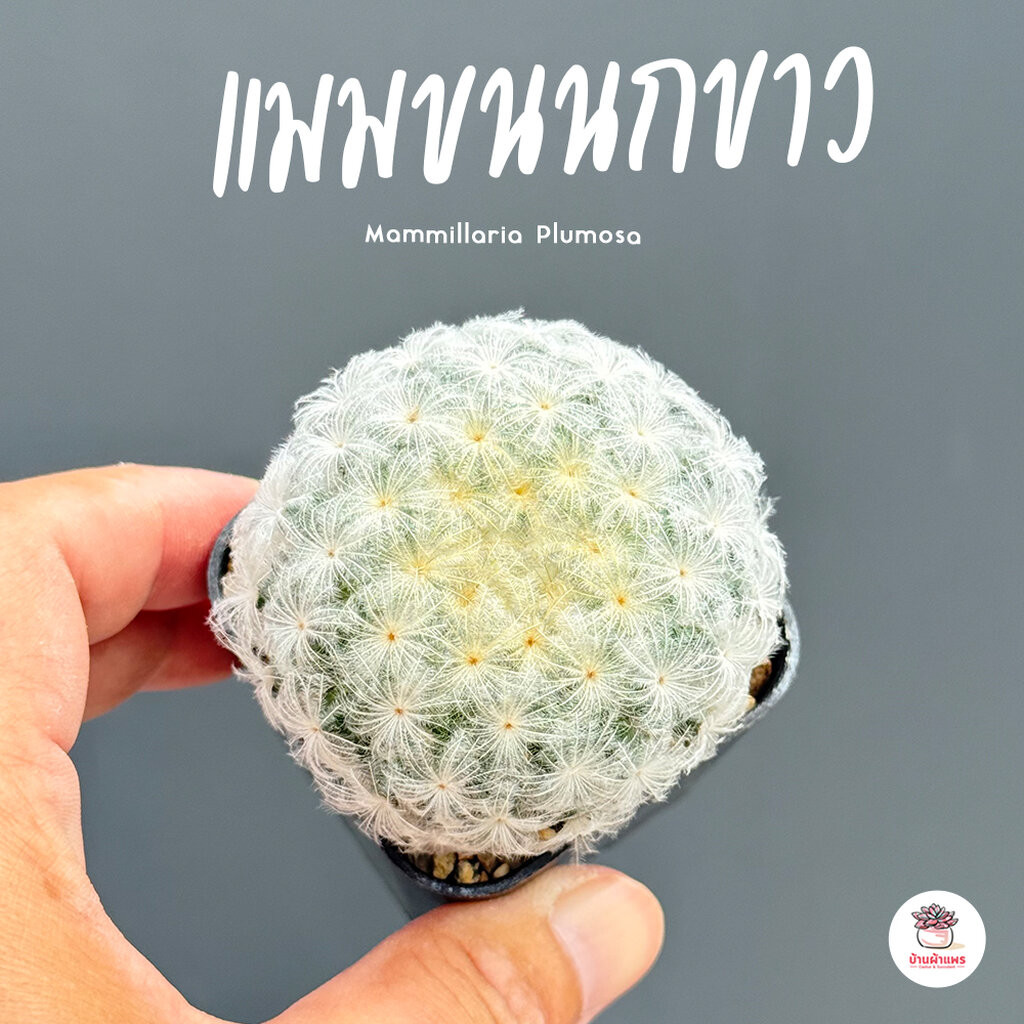 แมมขนนกขาว Mammillaria Plumosa ไม้อวบน้ำ กุหลาบหิน cactus&succulent