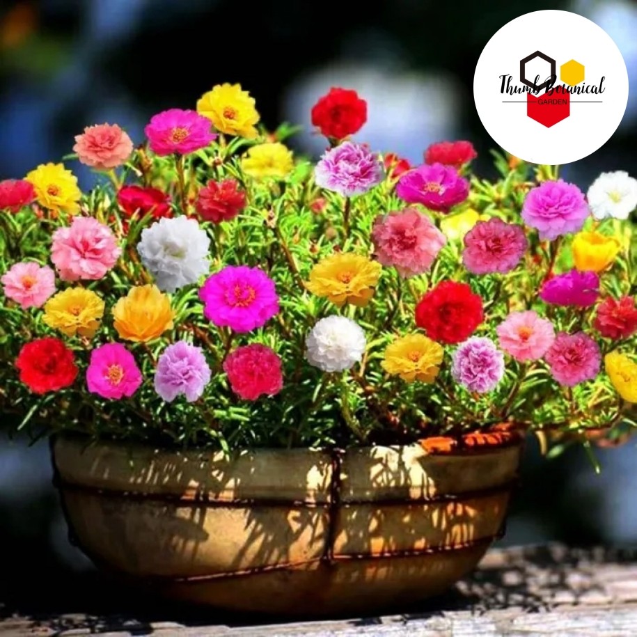 100 เมล็ด/แพ็ค เมล็ดพอร์ทูลาก้าผสม เมล็ดดอกไม้โรสมอสสำหรับทำสวน เมล็ดบอนไซสำหรับปลูกดอกไม้ในกระถาง