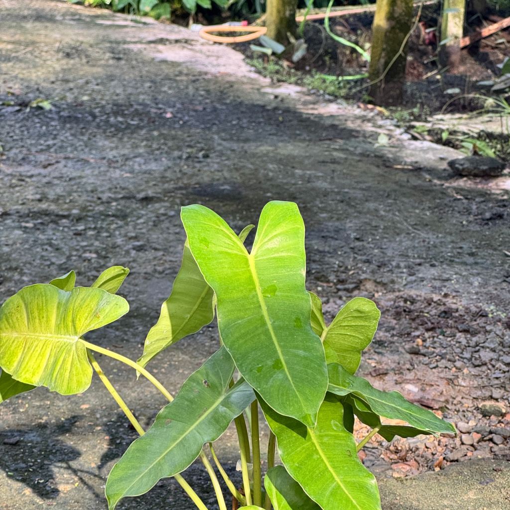 มุมมอง 3