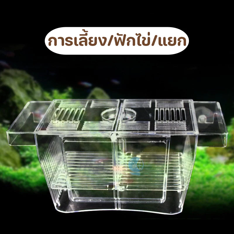 กล่องแยกปลา กล่องเพาะพันธุ์ปลา สีใส thumbnail 4