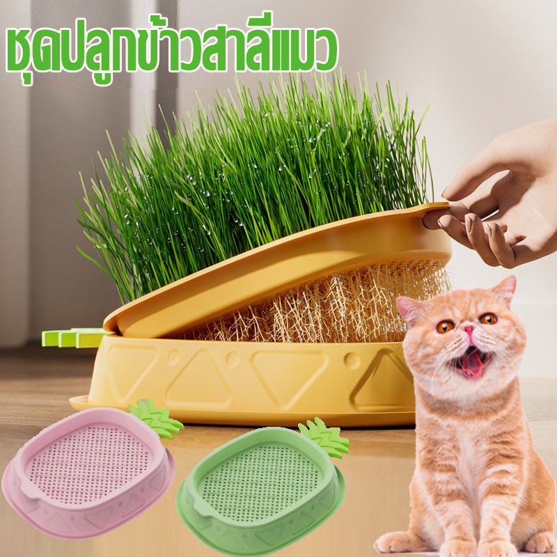 😊 พร้อมส่ง🐱 ชุดปลูกข้าวสาลีแมว หญ้าแมวออแกนิก มล็ดพืช 5 แพ็ค ไฮโดรโปนิกส์ ปลูกหญ้าแมว
