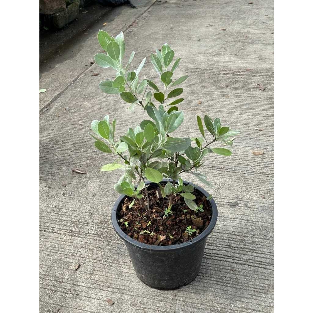 มุมมอง 5