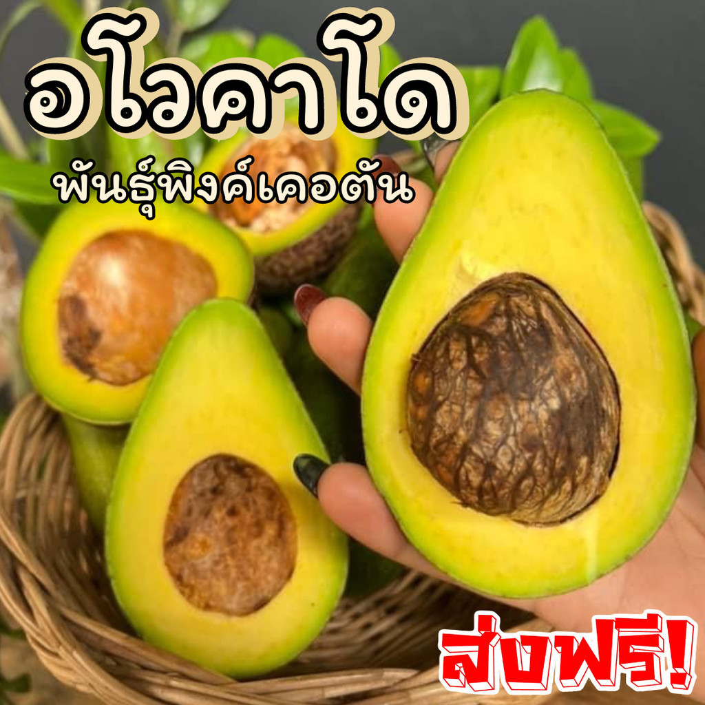 PWshop ส่งฟรี !! อโวคาโด Avocado พิงค์เคอตัน 1kg. ทานกับอะไรก็อร่อย อาโวคาโด้ แก่จัด เนื้อแน่น พื้นเมืองตองจี