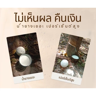 “พาราโกลด์” สูตร ทาหน้ายาง เพิ่มธาตุอาหารให้ต้นยาง อาหารเสริมกระตุ้นน้ำยาง เพิ่มน้ำยาง หน้ายางนิ่ม