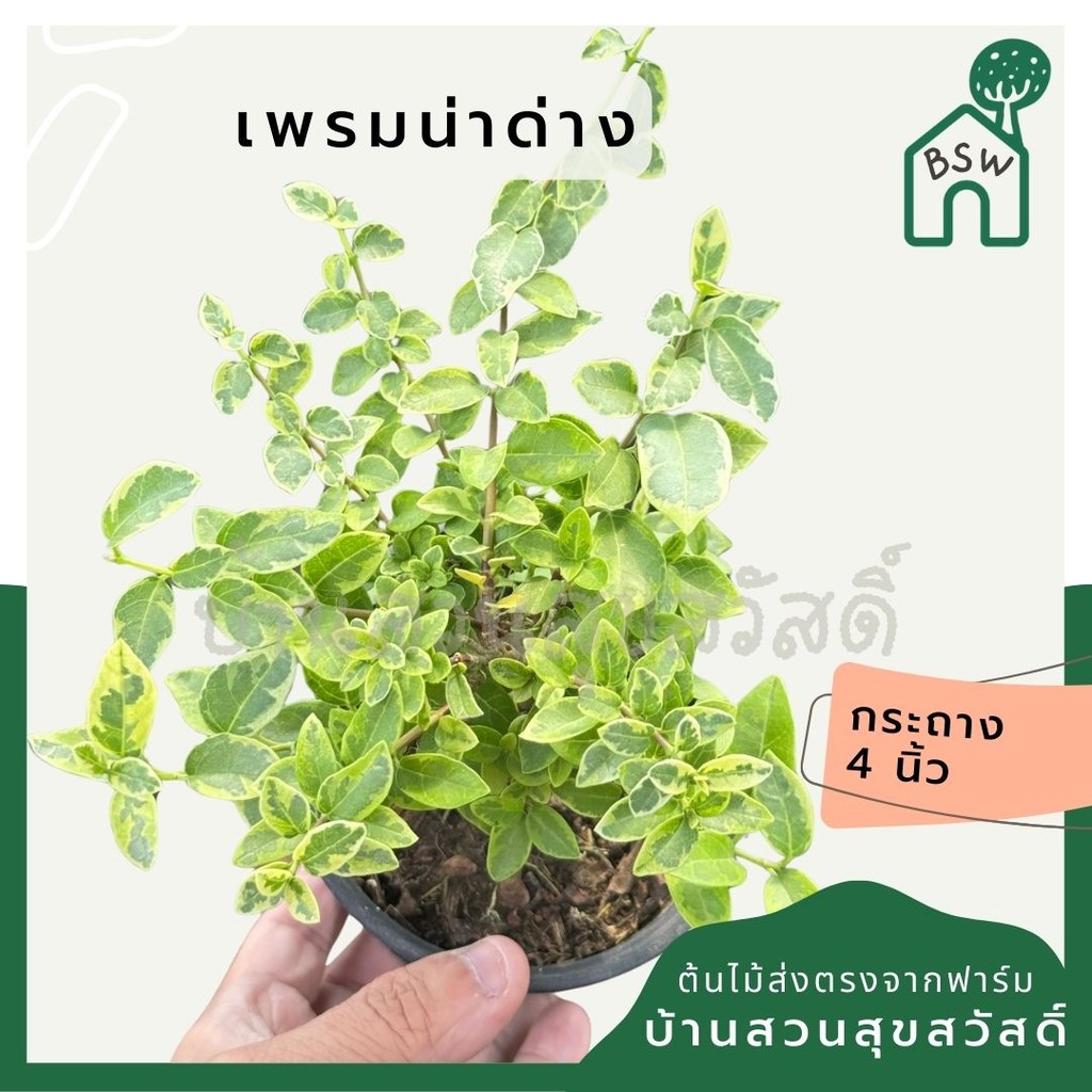 มุมมอง 6