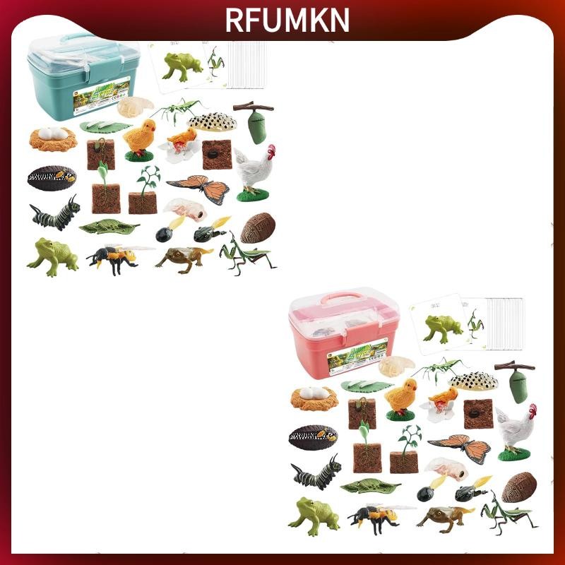 [rfumkn] Animal Life Cycle Toy Cognitive for Age 3 to 6 Animal Growth Cycle Figures
