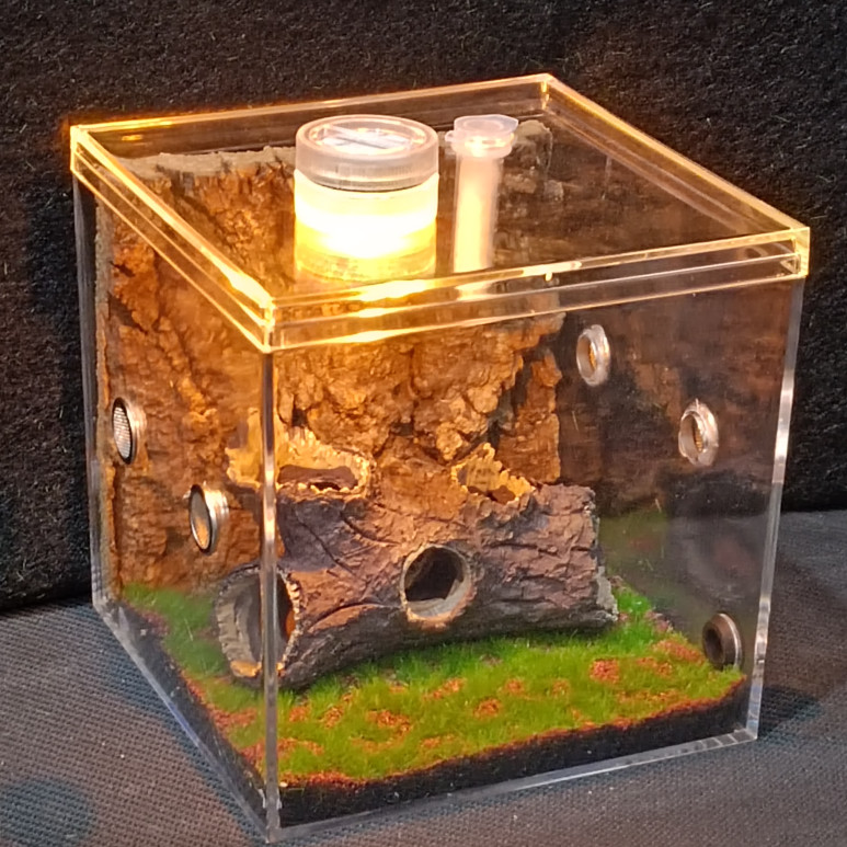 ความโปร่งใสสูงความชื้น Breeding Beetle กล่องนิเวศวิทยา Beetle กล่องน้ํามัน Gourd Beetle Beak กระโดด 