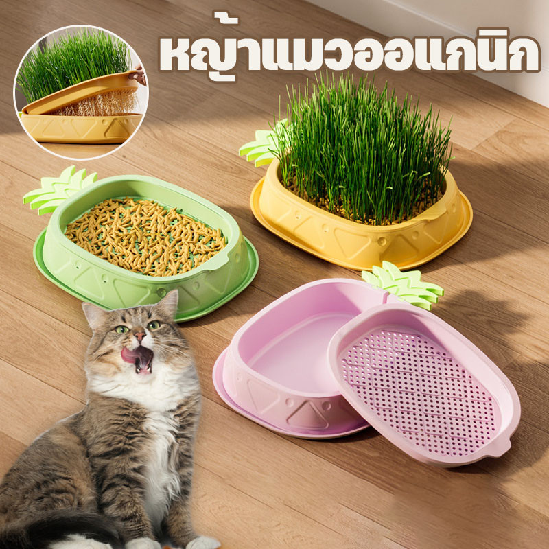พร้อมส่ง😻 ชุดปลูกหญ้าแมวใหม่ หญ้าแมวออแกนิก ต้นหญ้าแมว ชุดปลูกข้าวสาลีแมว ข้าวสาลีแมวต้หญ้าแมว ถาดเพาะต้นอ่อน