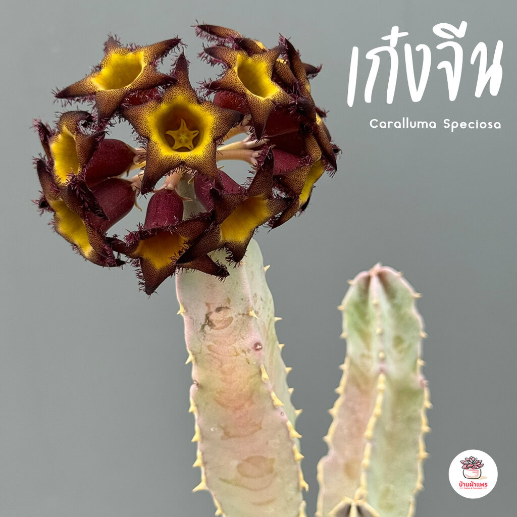 เก๋งจีน คารัลลูม่า Caralluma Speciosa ตอกราฟคางคก แคคตัส กระบองเพชร cactus&succulent