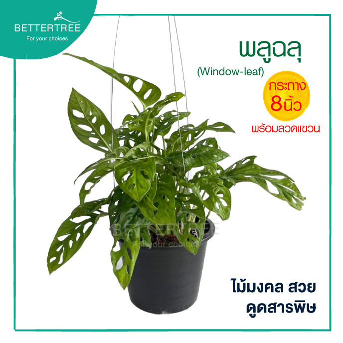 พลูฉลุพร้อมลวดแขวน กระถาง 8 นิ้ว ไม้มงคล ไม้ฟอกอากาศ Window-leaf