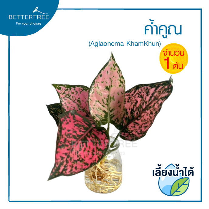 ค้ำคูณ(จำนวน 1 ต้น) เลี้ยงน้ำได้ ไม้มงคล ไม้ฟอกอากาศ Aglaonema