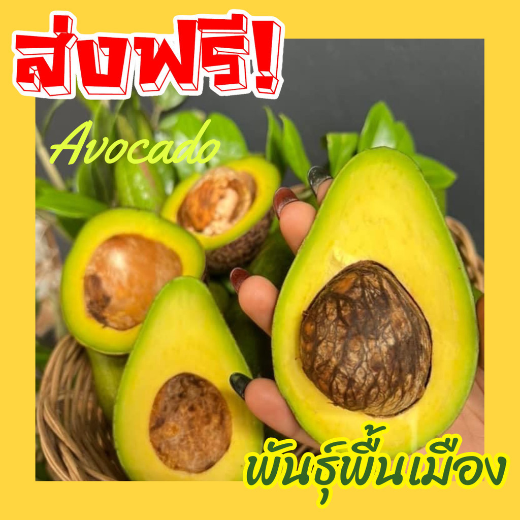 hot พร้อมส่ง‼️(1KG) อโวคาโด้ avocado อโวคาโด อโวคาโด้ อโวคาโด้สด อโวคาโดสด สดจากไร่ อโวคาโด้ พื้นเมือง