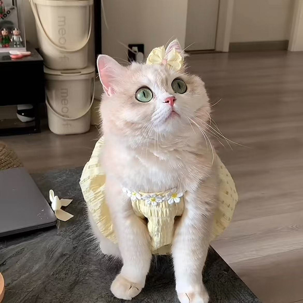 รูปภาพ 4