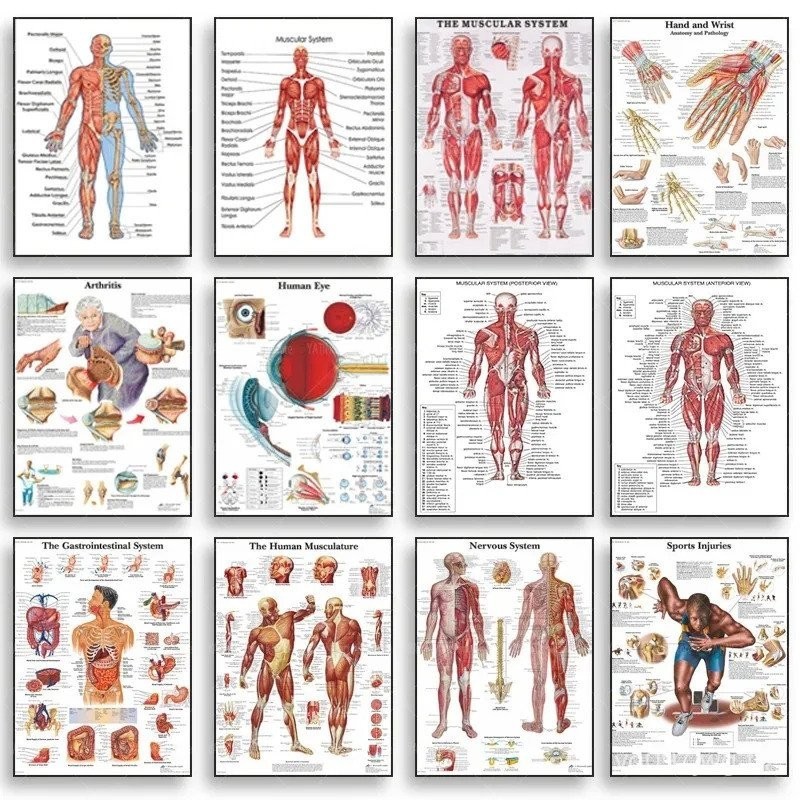 Human Anatomy กล้ามเนื้อระบบโปสเตอร์ Anatomy Diagram Human Medical Wall Art ผ้าใบพิมพ์ทางการแพทย์การศึกษาสํานักงานตกแต่งภาพจิตรกรรมฝาผนัง VFPW