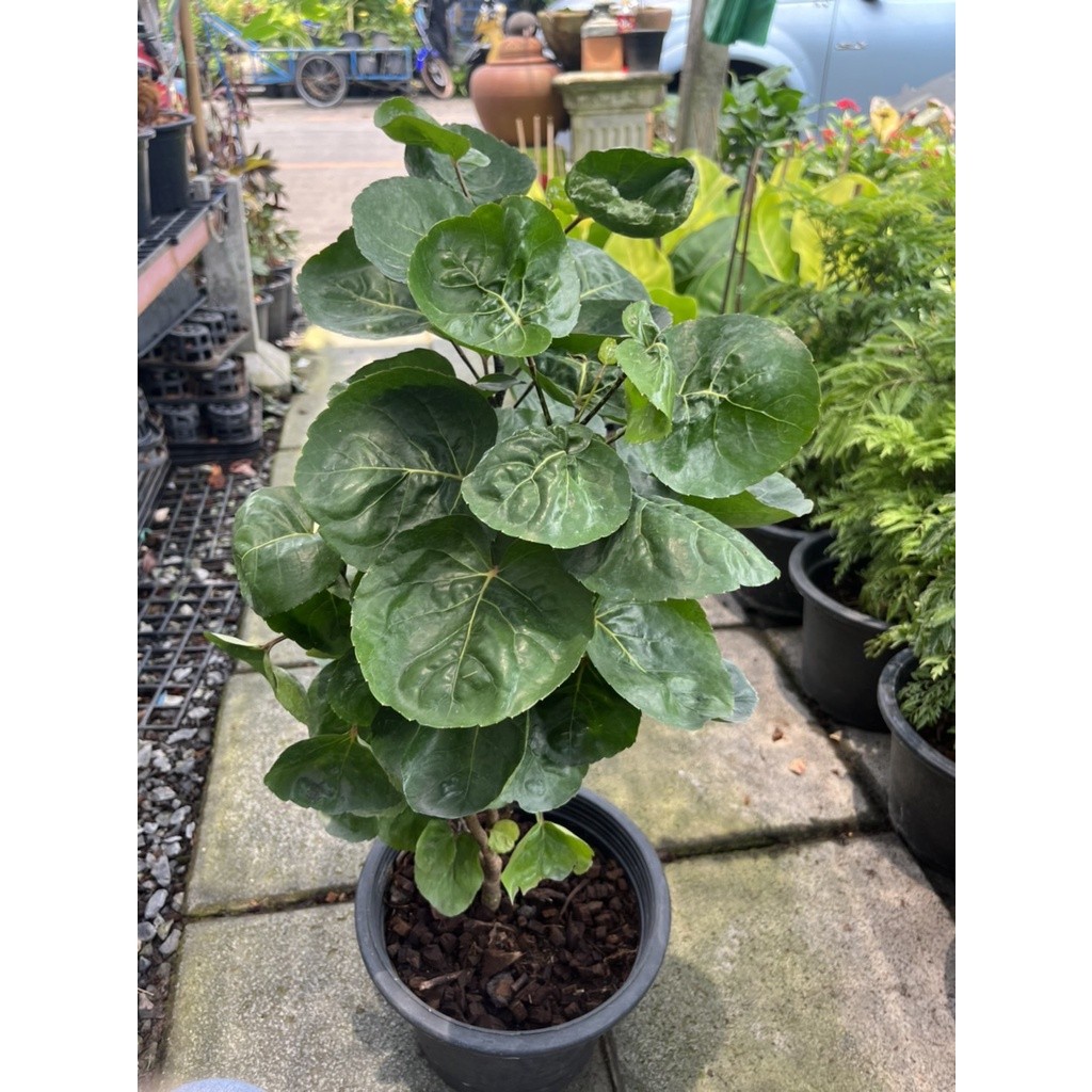 มุมมอง 2