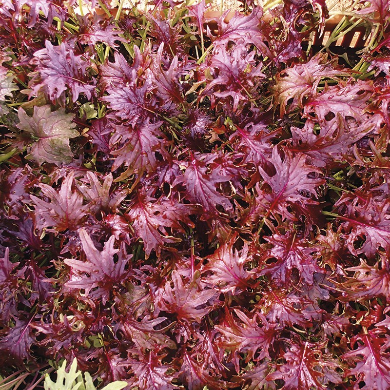 เมล็ดเคลแดงเคเอ็กซ์-1 - KX-1 Kale 50,100,200เมล็ด