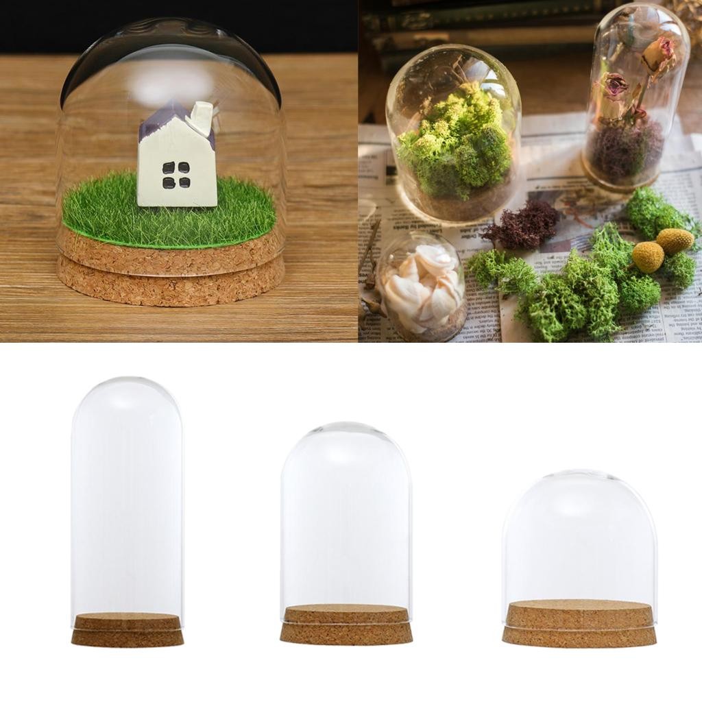 [Lszcx6l] ฝาครอบ Cloche แก้วใส Succulent Flower Terrarium สําหรับเครื่องประดับ