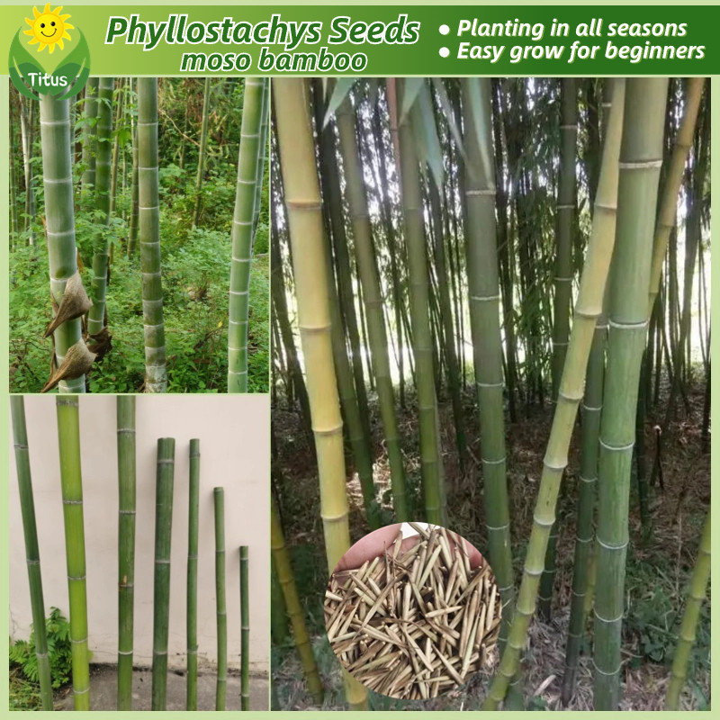 เมล็ดพันธุ์ ไผ่โมโซ เมล็ดไผ่ บรรจุ 50 เมล็ด Moso Bamboo Seeds เมล็ดไผ่โมโซ ไผ่ลำเดียว ไผ่หนังจีน ไผ่