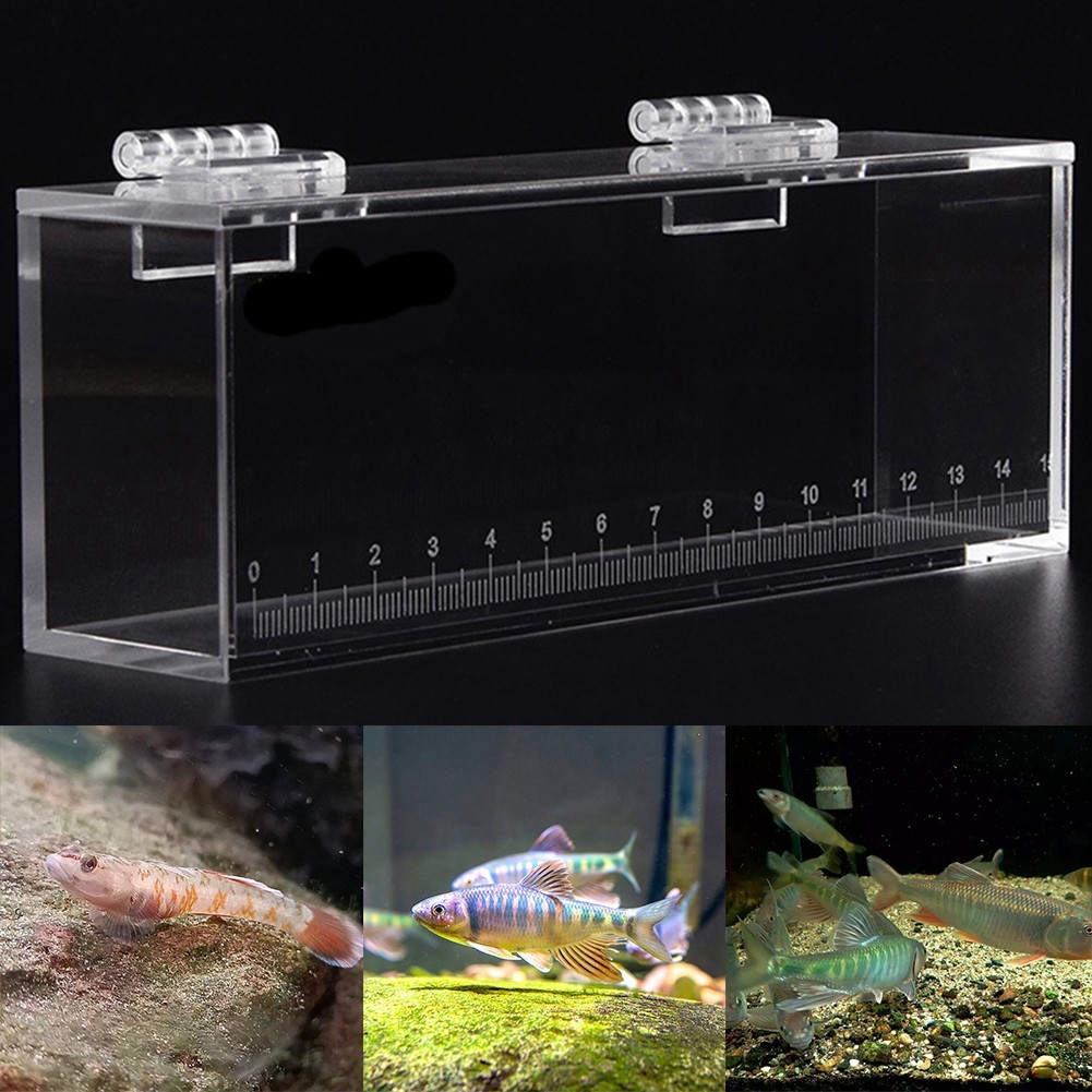 【WIK】Clear Fish Viewing Box for Bitterling Gobies Suitable for Outdoor Stream Fishing