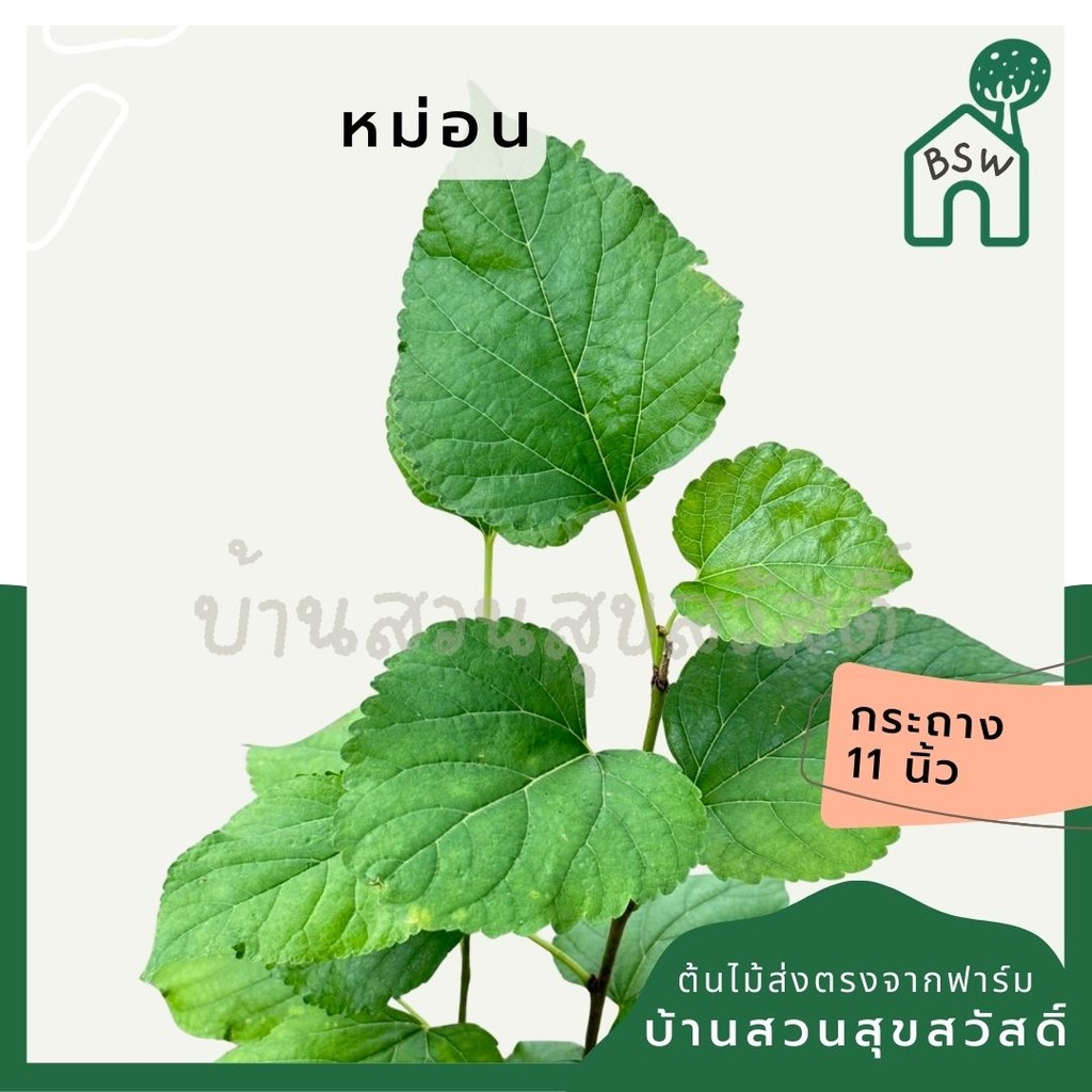 มุมมอง 6