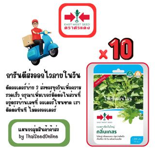 GG x 10 เมล็ดผักซองศรแดง กลิ่นเกสร กะเพรา สินค้ายกแพ็ค