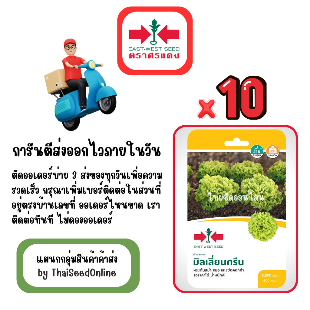 GG x 10 เมล็ดผักซองศรแดง มิลเลี่ยนกรีน ผักกาดหอม สินค้ายกแพ็ค