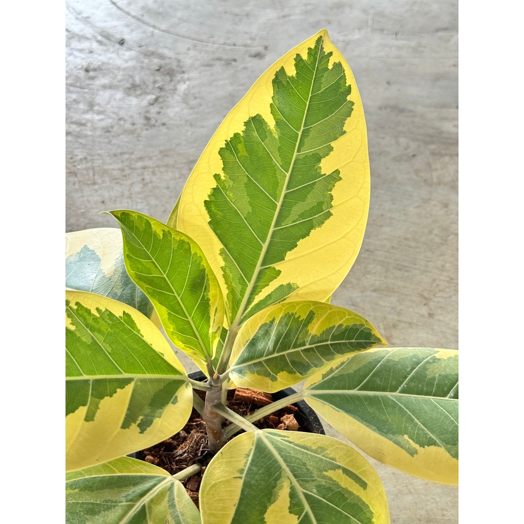 มุมมอง 4