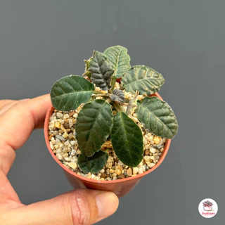 มะพร้าวทะเลทราย Dorstenia sp. ไม้อวบน้ำ กุหลาบหิน cactus&succulent