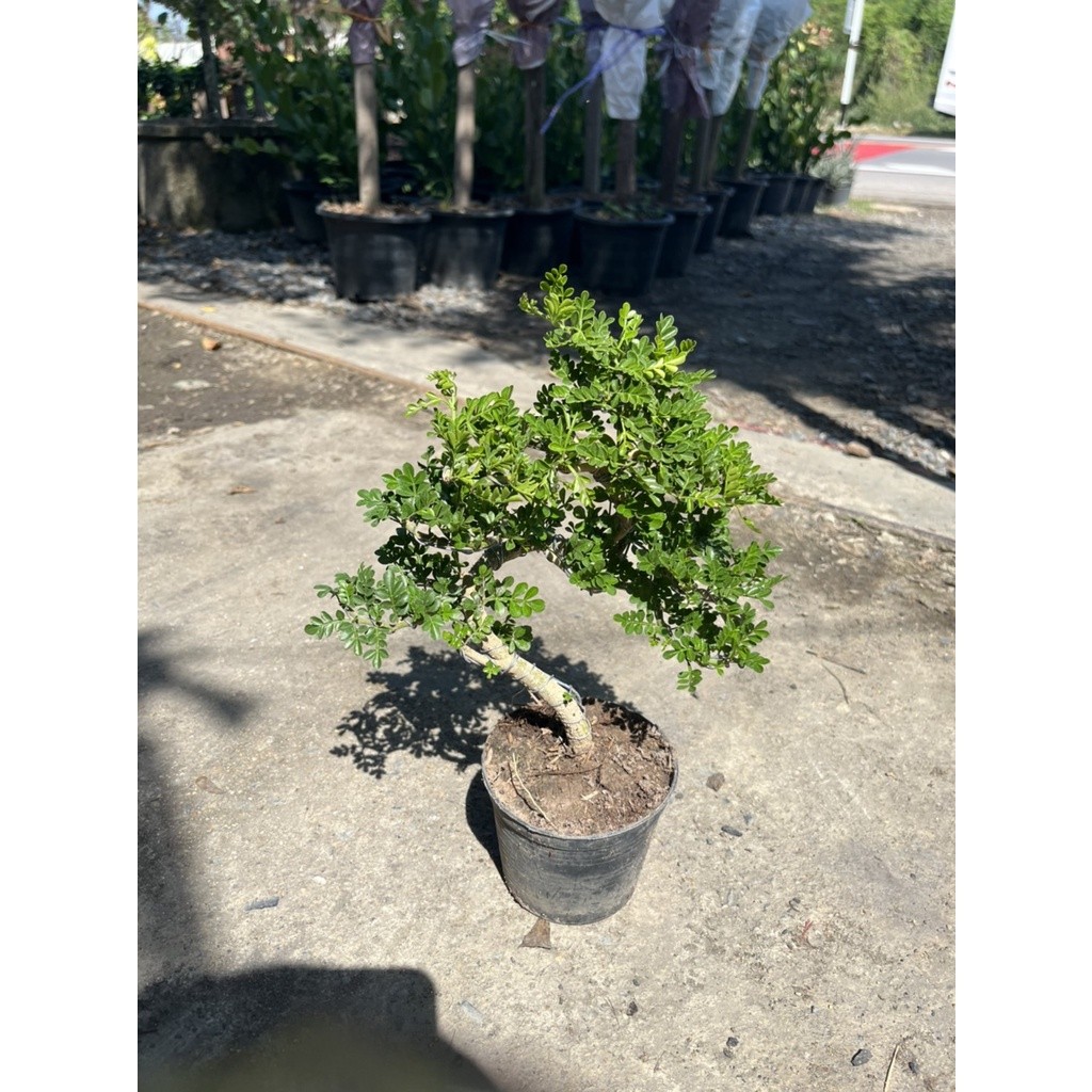 มุมมอง 5