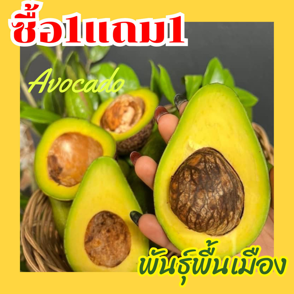 hot ส่งฟรี ‼️(1เเถม1=2KG)  avocado อโวคาโด้ อโวคาโด อโวคาโด้ อโวคาโด้สด อโวคาโดสด สดจากไร่ อโวคาโด้ พื้นเมือง