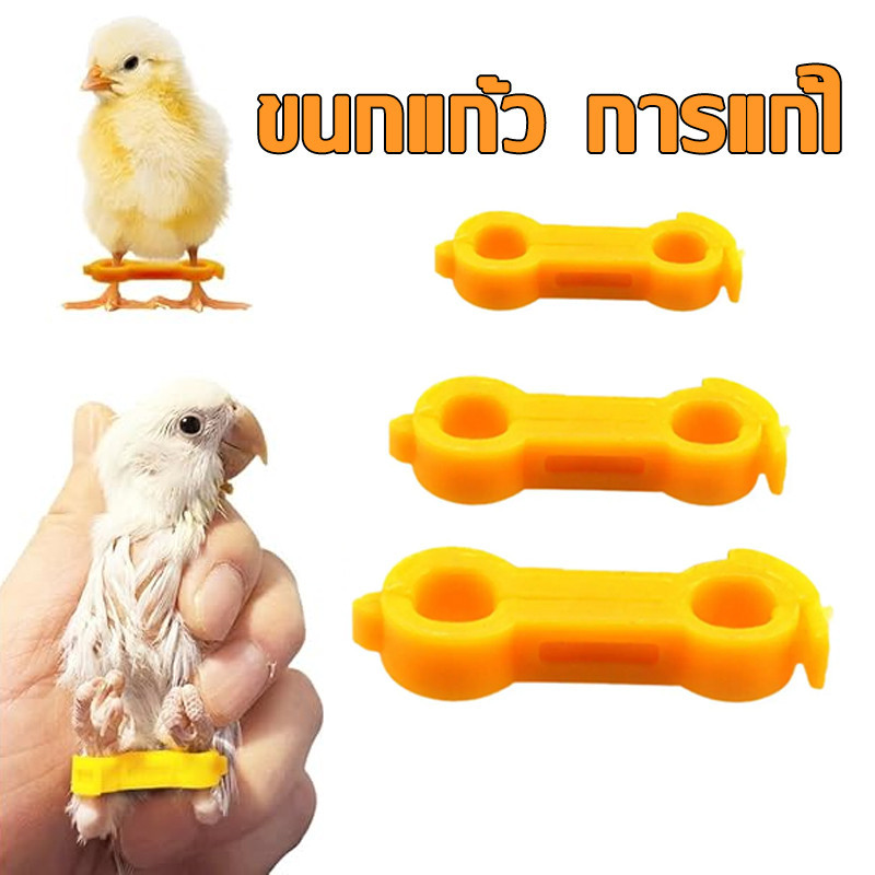 แก้ขานก การแก้ไขนกแก้ว ช่วยให้นกยืนได้ ลูกนกขาเบียด ลูกนกขาโก่ง แหวนขานก ห่วงขานก แหวนยึดขา