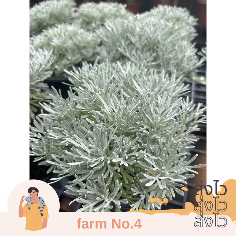(ส่งไว) ต้น เบญจมาศเงิน ไม้จริง ใบสี silver ตลอดปี ชอบแดดตลอดวัน ในกระถาง 5-6นิ้ว